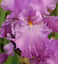 Iris Shurton Princess is a Bearded Iris type