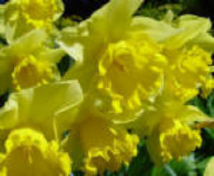 Yellow Daffodil flowers in closeup