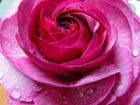 Ranunculus turban-flowered mauve