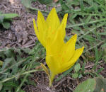 Sternbergia Yellow flowers