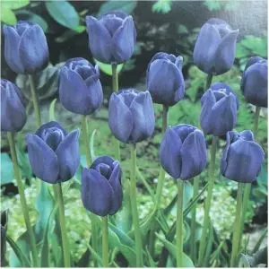 Bleu Aimable Triumph Tulip
