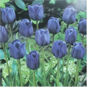 Bleu Aimable Triumph Tulip