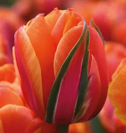 Tulip Queensday Tulipa Hardy Bulb Vibrant deep Orange with Pink and Gold Flashes Fantastic as a Cut-Flower