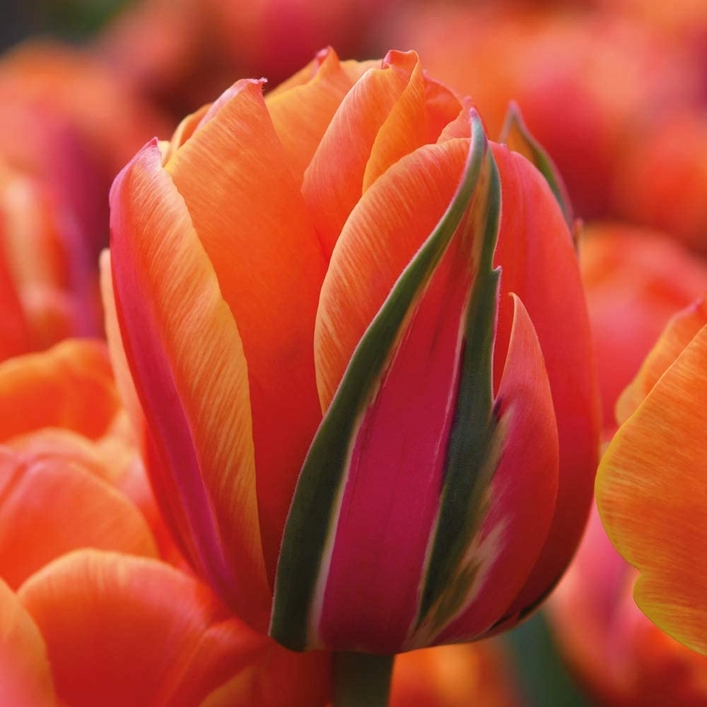 Tulip Queensday Tulipa Hardy Bulb Vibrant deep Orange with Pink and Gold Flashes Fantastic as a Cut-Flower