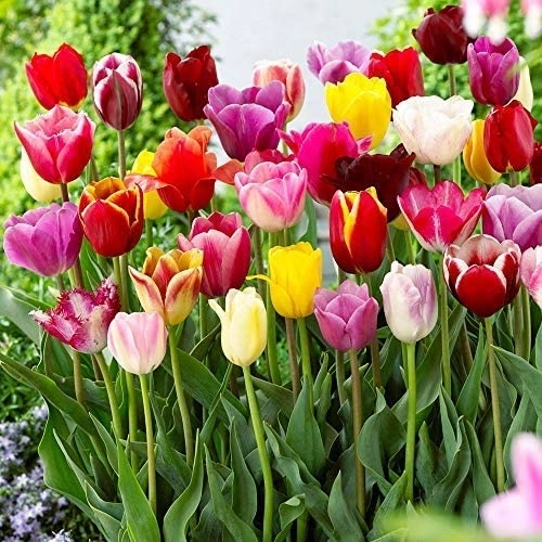 Triumph Tulips