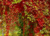 Parthenocissus with red foliage