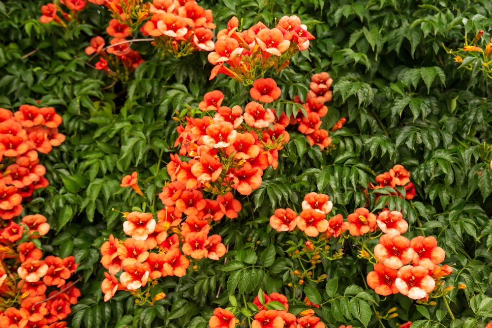 Bright red flowers of the trumpet vine or trumpet creeper - Campsis radicans.