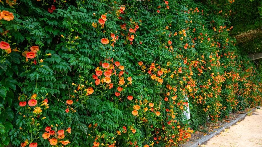 a trumpet creeper on the wall