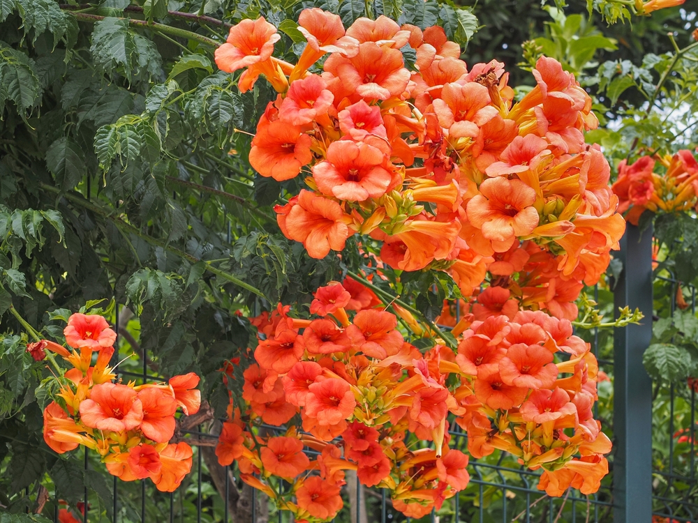 Campsis grandiflora blossoms, with large, bright orange, showy trumpet-shaped flowers, close up. Chinese Trumpet Creeper branches or vigorous trumpet vine, flowering plant in the family Bignoniaceae.