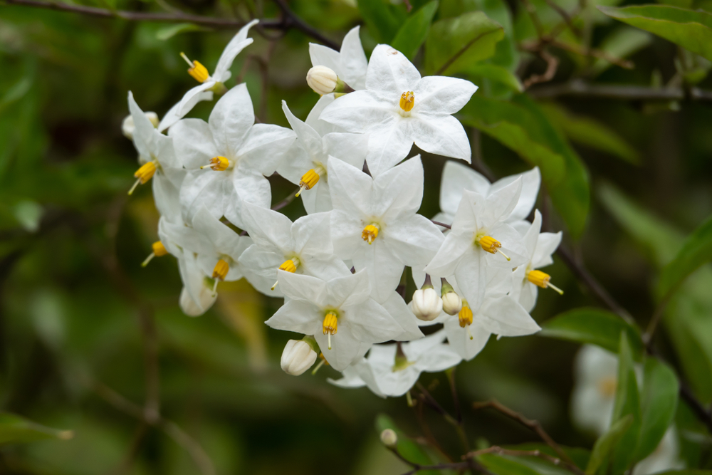 Solanum jasminoides, Solanaceae family. Brazil