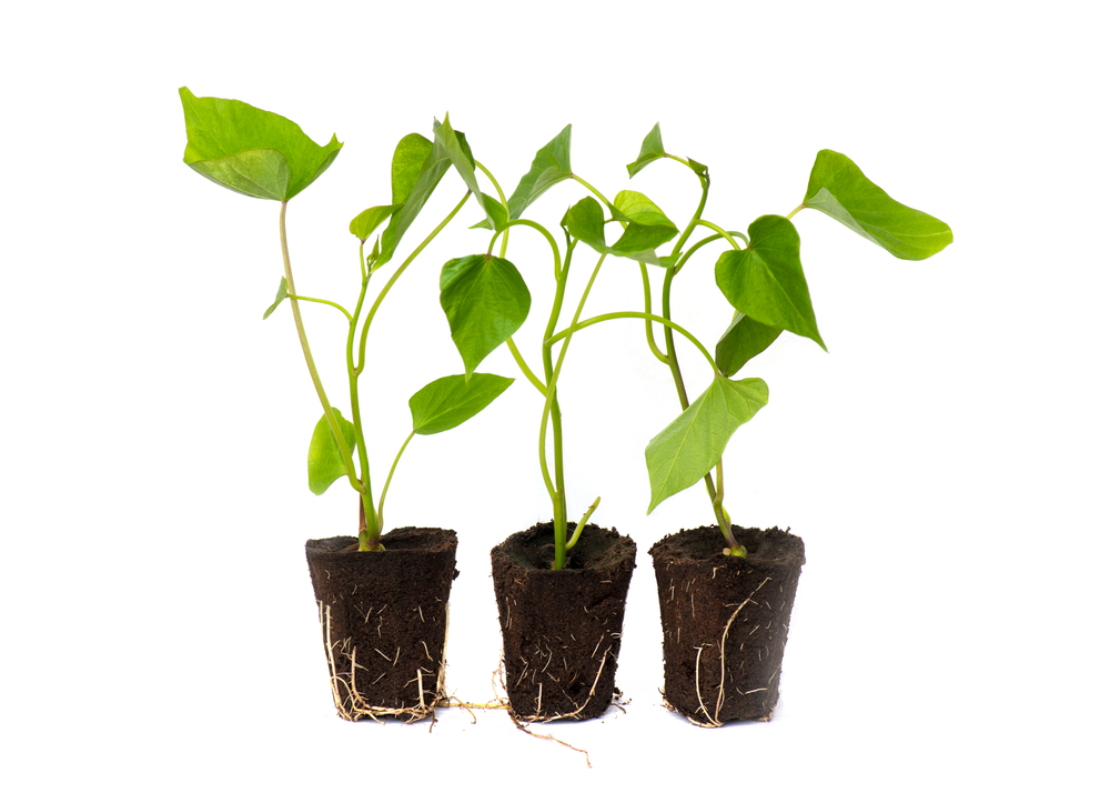 three rooted sprouting sweet potato slips, a dicotyledonous plant Convolvulaceae related to the bindweed or morning glory family, isolated on a white background