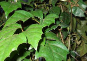 Cissus rhombifolia - The Grape Ivy