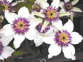 A beautiful clematis - seiboldii. Group of flowers