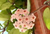 Hoya carnosa - the Wax Flower