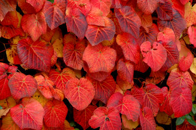 Vitis coignetiae autumn colour