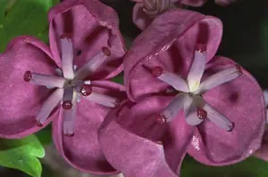 Akebia Quinata