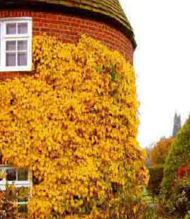 Climing Hydrangea witj autumn colour