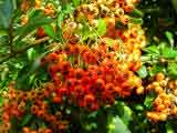 Pyracantha assortment of berry colours.