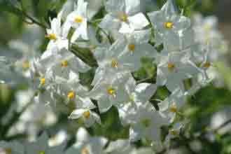 Solanum jasminoides Album - The white flowering Potato Vine.
