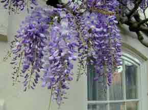 Wisteria group of flowers