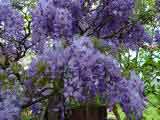 Wisteria sinensis - Blue flowered Climbing plant