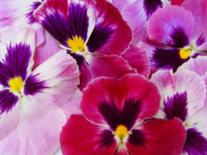 Winter Pansy flowers