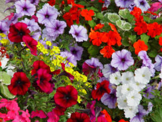 Assorted petunias in a window box