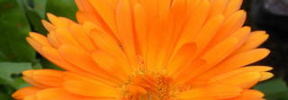 Calendula - the English or Pot marigold is grown as a hardy annual