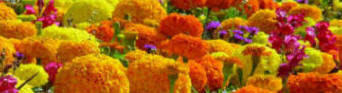 French and African Marigolds are good examples of flowering plants