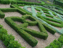 Herbs clipped into formal hedge