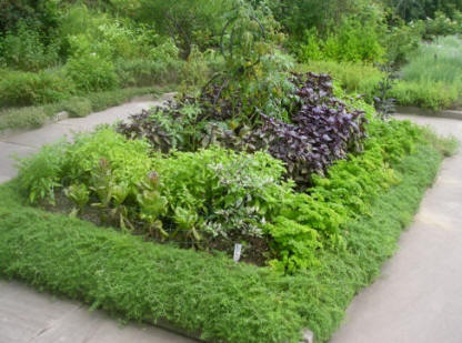 Herb bed - ornamental and functional