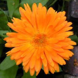 Calendula - Pot marigold or Old English Marigold