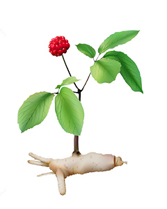 Ginseng Root and Flower