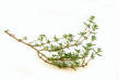 Small image of small sprig of Chervil herb