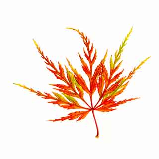 Maple leaf Gardenseeker logo