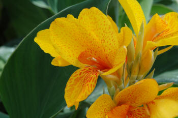 yellow gold canna lily