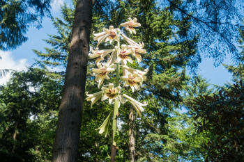 Giant Himalayan Lily - cardiocrinum
