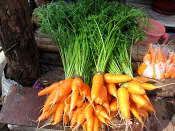 Bunches of carrots