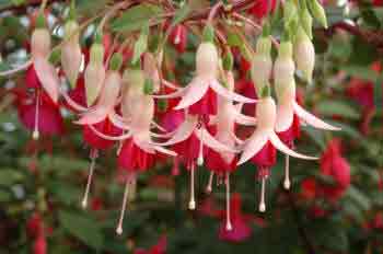 Fuchsia flower hanging