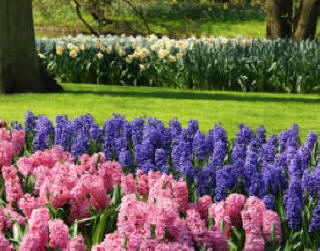 Pink and Blue Hyacinth flower bulbs in spring
