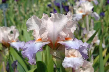 Iris ensata