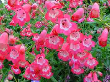 Pink Penstemon flowers