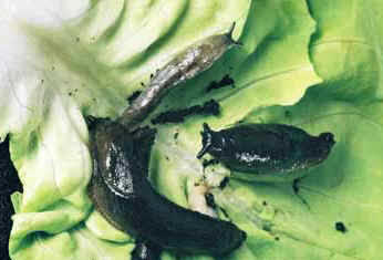 Marrauding slugs on lettuce leaves