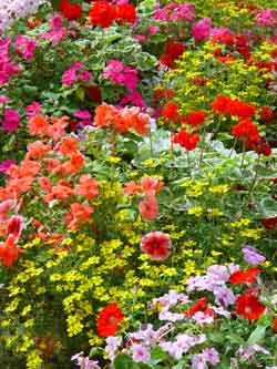 Mixed Annuals