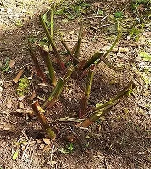 Hard Pruned Blackberry