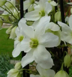 Clematis armandii - evergreen Clematis