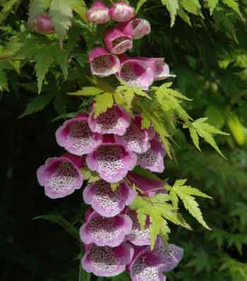 Foxgloves and Acers