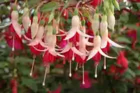 Fuchsia Mini Rose full of flowers
