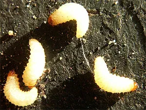 Vine Weevil Grub