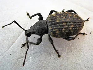 Vine Weevil Beetle